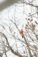 Winter, snow, mountain ash, bullfinch. Siberia. A stocky Eurasian finch with a short, thick bill, and typically with gray or pinkish plumage, dark wings, and a white rump.