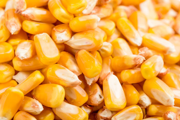 Corn on a white background