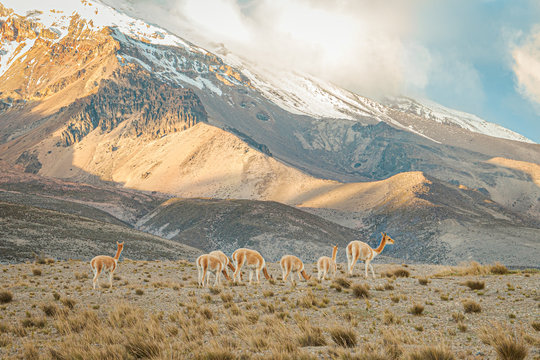 Vicunas del Chimborazo