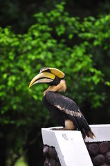 Hornbill in nature thailand