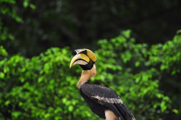 Hornbill in nature thailand