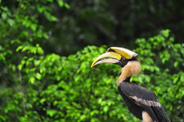 Hornbill in nature thailand