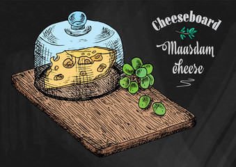 hand drawing illustration of chopping board with grapes and cheese. Cheese board. - 293728268