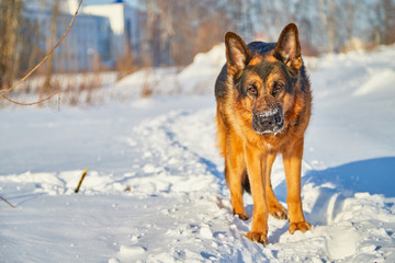 Dog German Shepherd in a winter day