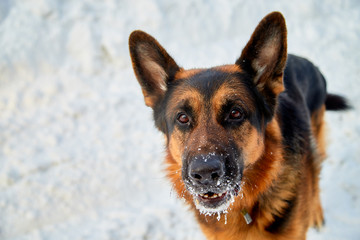 Dog German Shepherd in a winter day
