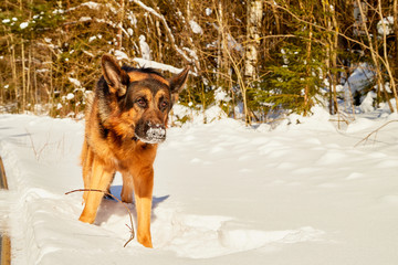Dog German Shepherd in a winter day