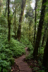 Obraz premium Beautiful green forest in Thailand