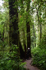 Beautiful green forest in Thailand