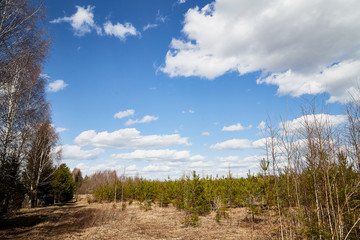 Spring landscape with yellow grass, tree without leaves in forest and blue sky with white clouds in background