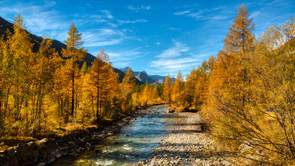 Autumn colors in mountain forest with river, Aosta valley