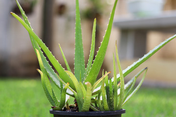 Aloe vera plant in pot on lawn with blurred background.