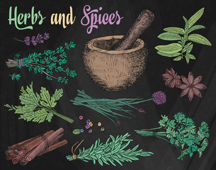 Beautiful hand drawing healthy herbs and spices mortar. Herbs, basil, chervil. - 293730071