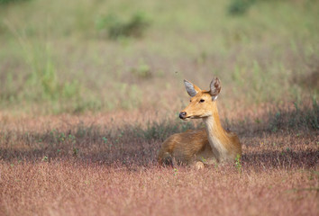 Barasingha at Kanha National Park,Madhya Pradesh,India