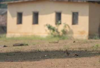 Jackal resting in Shade,Kanha National Park,Madhya Pradesh,India