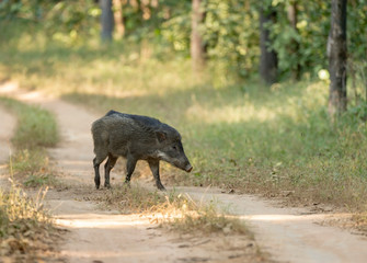 Wild Boar Kanha National Park,Madhya Pradesh,India