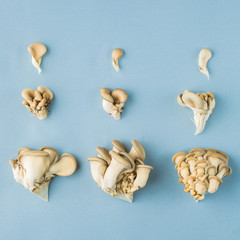 Oyster mushrooms on a bright blue background