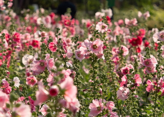 Group of Pink Hollyhock Flowers, Selective Focus