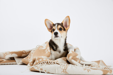 cute welsh corgi puppy in cozy blanket isolated on white