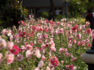 Fototapeta na wymiar Group of Pink Hollyhock Flowers, Selective Focus