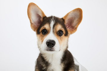 cute welsh corgi puppy looking at camera isolated on white