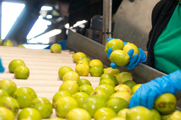 Manual selection of lemons on conveyor belt in food industry