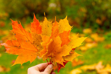 Hand holding yellow, red, orange maple leaf on autumn yellow sunny background. Compassion with Autumn Maple Leaves.Hello fall. Cozy warm image. Autumn with red leaves.Copy space