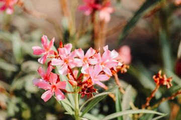 Closeup shot of the pink flowers in garden