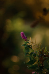 Head of beautiful pink cosmos flower with selective focus and blurred green grass on background. Seasonal autumn cosmos flowers on the flower bed. Pretty aster blooming. Bright Flowers background