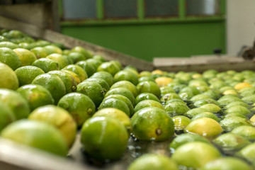 Automated lemon fruit washing line with conveyor belt