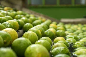 Automated lemon fruit washing line with conveyor belt