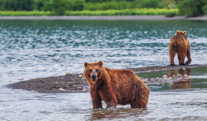 The Kamchatka brown bears at Kuril Lake - Russia