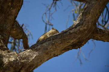 Squirrel on the tree and the blue sky