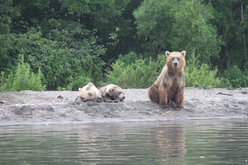 The Kamchatka brown bears at Kuril Lake - Russia