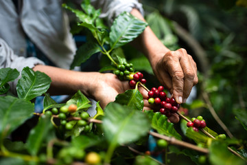 arabica coffee berries with agriculturist handsRobusta and arabica coffee berries with agriculturist hands, Gia Lai, Vietnam