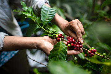 arabica coffee berries with agriculturist handsRobusta and arabica coffee berries with agriculturist hands, Gia Lai, Vietnam - obrazy, fototapety, plakaty
