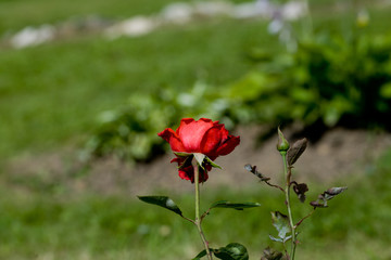 Art photo rose petals isolated on the natural blurred background. Closeup. For design, texture, background. Nature.