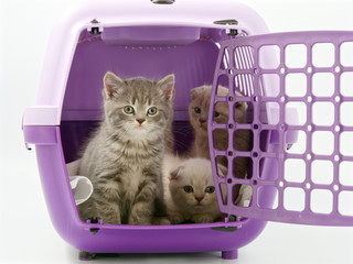 little kittens in a pet carrier on a white background