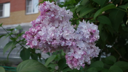 Цветок Сирени махровой