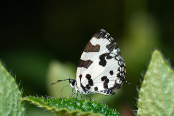 Angled Pierrot Butterfly seen at Kaas Plateau,Satara,Maharashtra,India