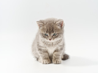 Obraz premium little beautiful funny british kitten on white background