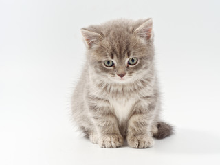 little beautiful funny british kitten on white background