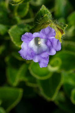 Strobilanthes callosa,Karvi Flower seen at Kaas Plateau,Satara,Maharashtra,India