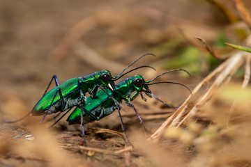 Tiger Beetle mating pair seen at Kaas Plateau,Satara,Maharashtra,India