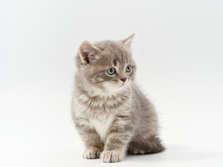 Obraz premium little beautiful funny british kitten on white background