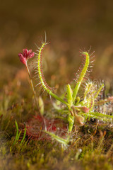 Drosera Indica flowering seen at Kaas Plateau,Satara,Maharashtra,India