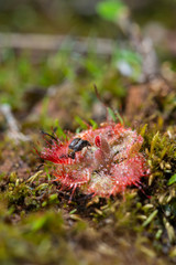 Drosera Burmanii flowering seen at Kaas Plateau,Satara,Maharashtra,India