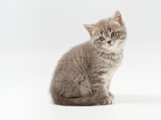 little beautiful funny british kitten on white background