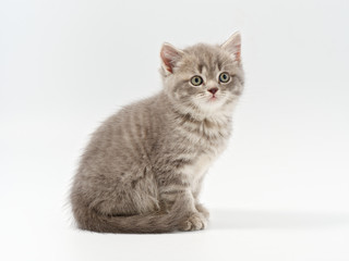 Fototapeta premium little beautiful funny british kitten on white background