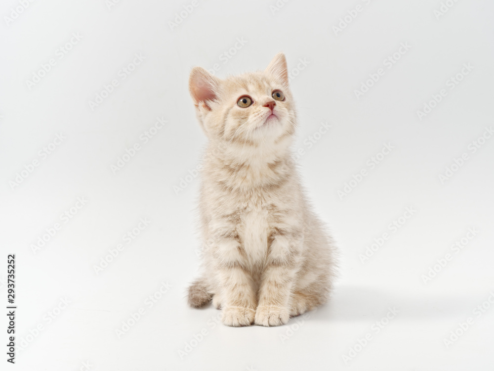 Wall mural little beautiful funny british kitten on white background