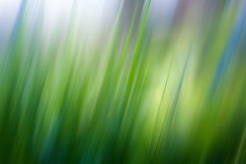 Blurred abstract green grassy background